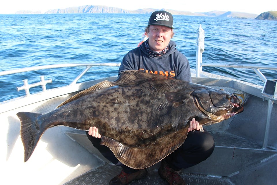 Atlantic halibut