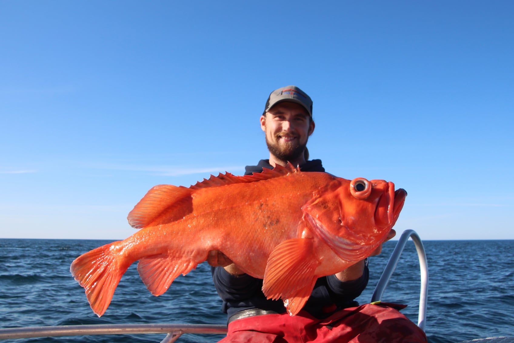 Golden redfish